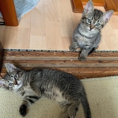 キジトラ子猫　兄弟🐱