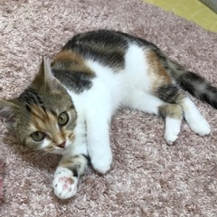 希少なキャリコのアメショー✨10万円にてお迎えできます✨