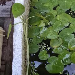 ビオトープ　水草　トチカガミの画像