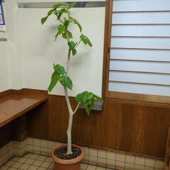 【受け渡し者決定】ウンベラータ　150センチ　大型観葉植物