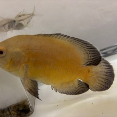 アルビノオスカー生体 15cm前後の画像