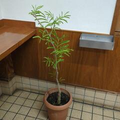 ねむの木　エバーフレッシュ　高さ１００センチ　観葉植物