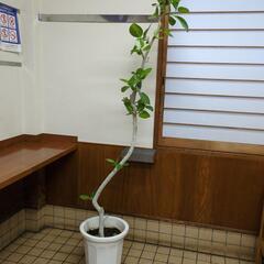 【受け渡し者決定】フィカス　高さ１７０センチの大型観葉植物