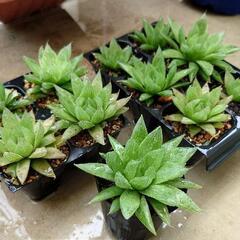 第二弾！【多肉植物】ハオルチア