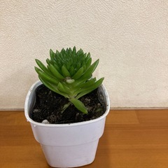 爪蓮華の画像