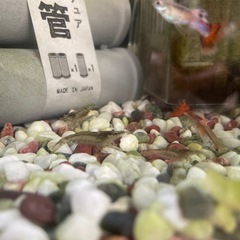 ミナミヌマエビ　大小10匹以上
　の画像