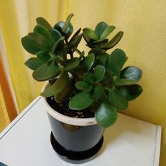 金の成る木の画像