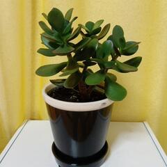 金の成る木