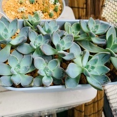 多肉植物500円の画像
