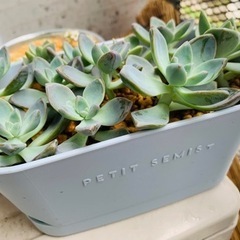多肉植物500円の画像