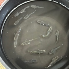 フロマージュ　めだか