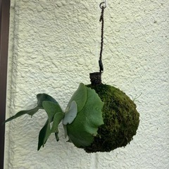 ビカクシダ コウモリラン 苔玉の画像