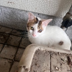 迷い猫