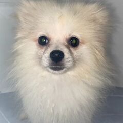 ポメラニアンホワイト男の子