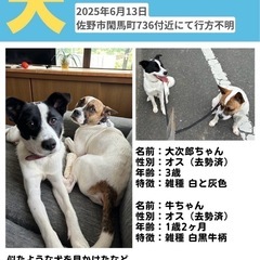 迷い犬