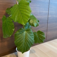 ウンベラータ(幹太)約80cm【お値下げしました】
