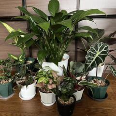 観葉植物