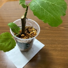 イチジクの画像