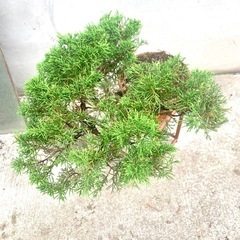 盆栽　植木　糸魚川シンパクの画像