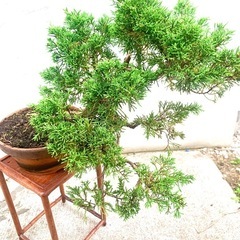 盆栽　植木　糸魚川シンパクの画像