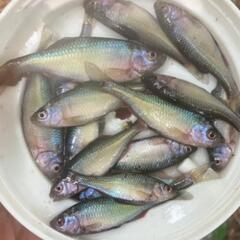 ㊹タナゴ好きの集まるグルチャ✨　　　グルチャTEAMGASA　　　　参加メンバー募集 − 宮城県