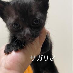遊び盛り活発兄妹 - 猫