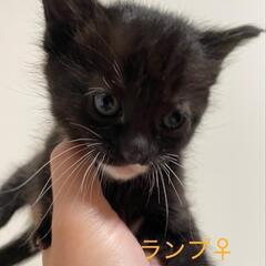 遊び盛り活発兄妹 − 広島県