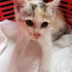 ②三毛の子猫 1ヶ月ちょっとくらい メス