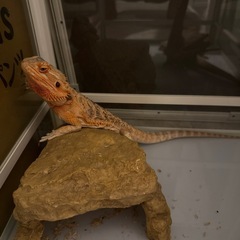 フトアゴヒトカゲ
