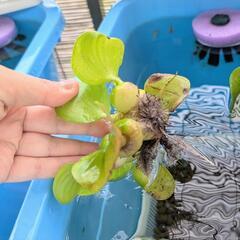 オマケ【ホテイアオイ】ホテイ草　小さいの　一つ　メダカ　めだか　水草の画像