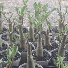 ③アデニウム 上品育ててみませんか？の画像