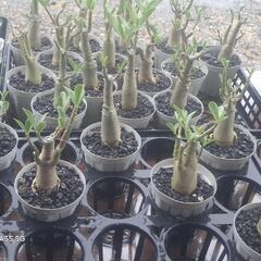 ③アデニウム 上品育ててみませんか？