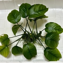 水草　アヌビアスバルテリー※トリミング根元部分