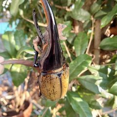 【残りわずか】ヘラクレスオオカブトムシ幼虫の画像