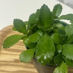 多肉植物　子宝草の画像