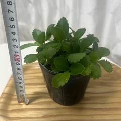 多肉植物　子宝草の画像