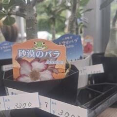 ③アデニウム 上品育ててみませんか？の画像