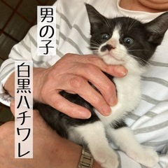 【代理投稿】子猫の里親募集