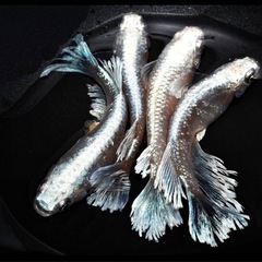 グラディオ稚魚10匹の画像
