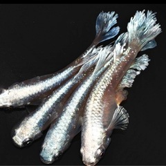 グラディオ稚魚10匹の画像