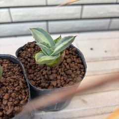 アガベ　3 エクスパンサパリーダ　カキコ　発根済み　の画像