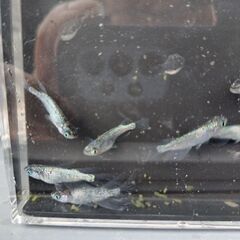 (決まりました)めだか（ネプチューンリアルロングフィン系統）11匹の画像