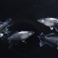 スペード黒稚魚10匹