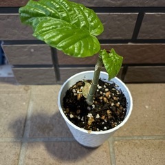 ウンベラータ 挿し木