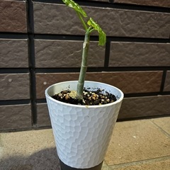ウンベラータ 挿し木の画像