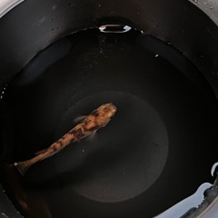 赤虎稚魚15匹の画像