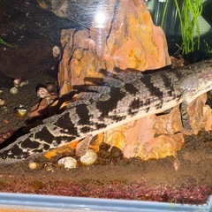 熱帯魚　ポリプテルス　デルヘッジ