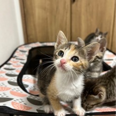 可愛いミケちゃん❤️❤️