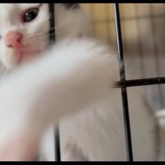 激かわ♡生後2ヶ月の白黒ちゃん♡