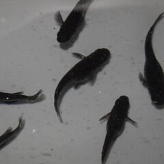 メダカ　オロチ稚魚　№２（１㎝前後）　15匹の画像